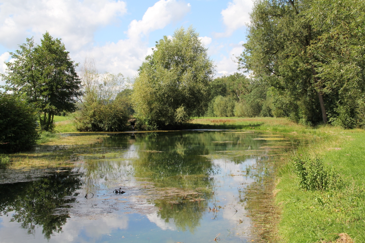 idyllische Landschaft mit See, Wiesen und Büschen